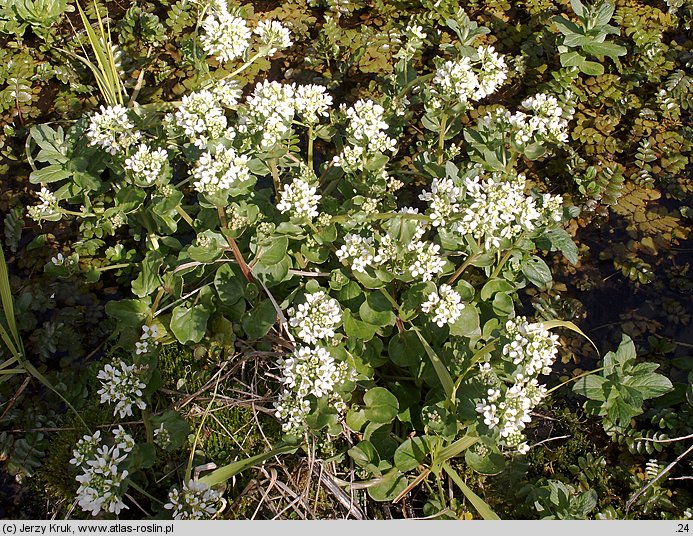 Cochlearia polonica (warzucha polska)