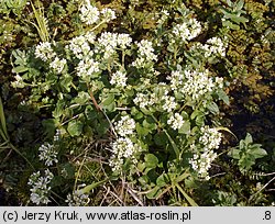 Cochlearia polonica (warzucha polska)