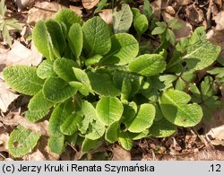 Primula vulgaris (pierwiosnek bezłodygowy)