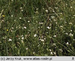 Arabidopsis halleri ssp. tatrica (rzodkiewnik Hallera tatrzański)