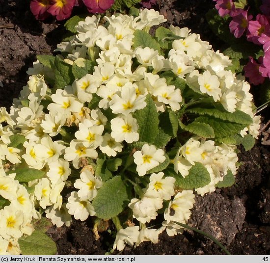 Primula vulgaris (pierwiosnek bezłodygowy)