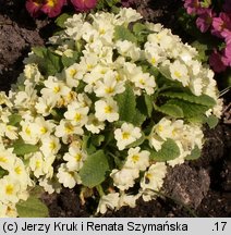 Primula vulgaris (pierwiosnek bezłodygowy)