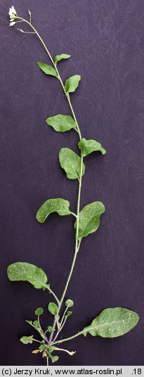 Arabidopsis halleri ssp. tatrica (rzodkiewnik Hallera tatrzański)