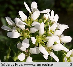 Cochlearia polonica (warzucha polska)