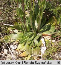 Arabis hirsuta (gęsiówka szorstkowłosista)