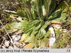 Arabis hirsuta (gęsiówka szorstkowłosista)