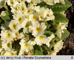 Primula vulgaris (pierwiosnek bezłodygowy)