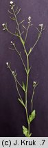 Arabidopsis halleri ssp. tatrica (rzodkiewnik Hallera tatrzański)