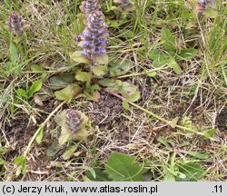 Ajuga reptans (dąbrówka rozłogowa)