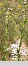 Arabis hirsuta (gęsiówka szorstkowłosista)