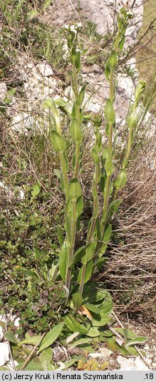 Arabis hirsuta (gęsiówka szorstkowłosista)