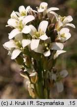 Arabis hirsuta (gęsiówka szorstkowłosista)