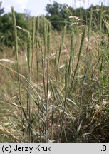 Phleum phleoides (tymotka Boehmera)