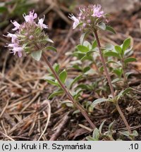 Thymus praecox (macierzanka wczesna)