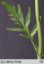 Rorippa ×armoracioides (rzepicha chrzanolistna)