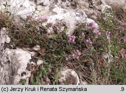 Thymus praecox (macierzanka wczesna)