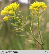 Rorippa ×armoracioides (rzepicha chrzanolistna)