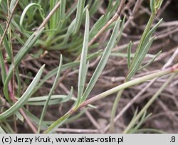 Gypsophila fastigiata (łyszczec baldachogronowy)