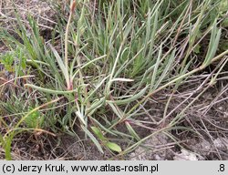 Gypsophila fastigiata (łyszczec baldachogronowy)