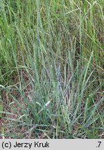 Phleum phleoides (tymotka Boehmera)