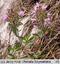 Thymus praecox (macierzanka wczesna)