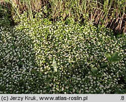 Ranunculus aquatilis s.l. (jaskier wodny s.l.)