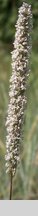 Phleum phleoides (tymotka Boehmera)