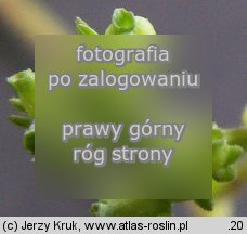 Valerianella rimosa (roszpunka bruzdkowana)
