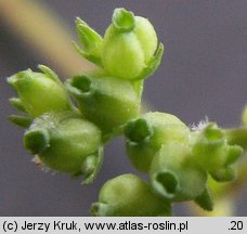 Valerianella rimosa (roszpunka bruzdkowana)