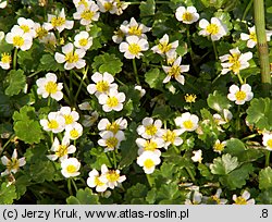 Ranunculus aquatilis s.l. (jaskier wodny s.l.)