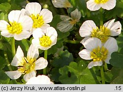 Ranunculus aquatilis s.l. (jaskier wodny s.l.)