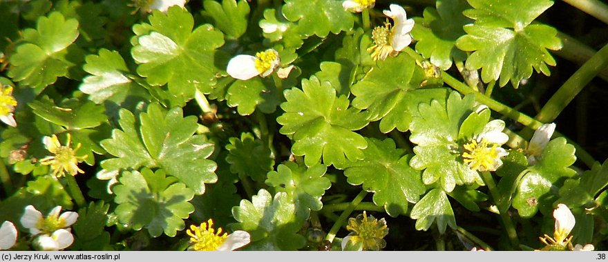 Ranunculus aquatilis s.l. (jaskier wodny s.l.)