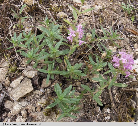 Thymus glabrescens