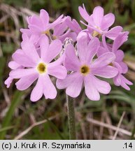 Primula farinosa (pierwiosnek omączony)