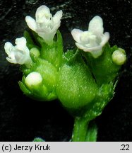 Valerianella rimosa (roszpunka bruzdkowana)