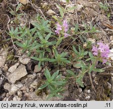 Thymus glabrescens