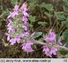 Thymus glabrescens