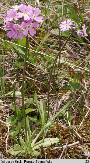 Primula farinosa (pierwiosnek omączony)