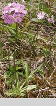 Primula farinosa (pierwiosnek omączony)