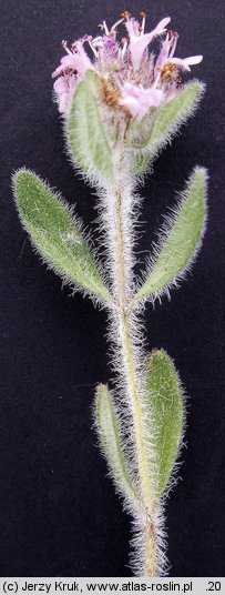 Thymus austriacus (macierzanka austriacka)