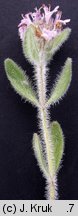 Thymus austriacus (macierzanka austriacka)