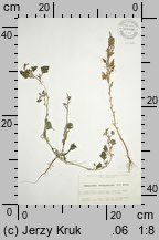 Chenopodium botryodes (komosa solniskowa)