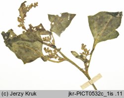 Chenopodium botryodes (komosa solniskowa)