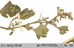 Chenopodium botryodes (komosa solniskowa)