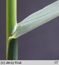 Phleum phleoides (tymotka Boehmera)