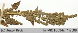 Chenopodium botryodes (komosa solniskowa)