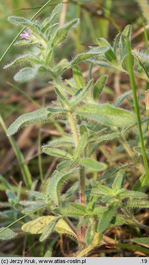 Thymus austriacus (macierzanka austriacka)