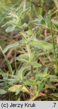 Thymus austriacus (macierzanka austriacka)