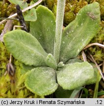 Primula farinosa (pierwiosnek omączony)