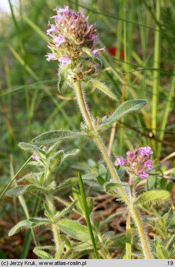 Thymus austriacus (macierzanka austriacka)